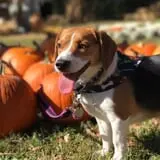 Hawks Pumpkin Patch photo