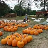 Hawks Pumpkin Patch photo