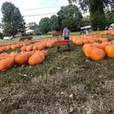 Hawks Pumpkin Patch photo