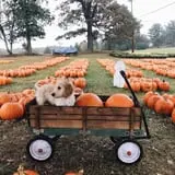 Hawks Pumpkin Patch photo