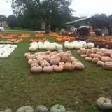 Hawks Pumpkin Patch photo