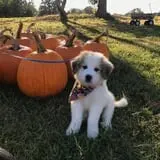 Hawks Pumpkin Patch photo