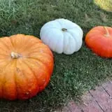 Hawks Pumpkin Patch photo