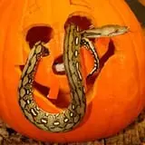 Boo at the Zoo photo