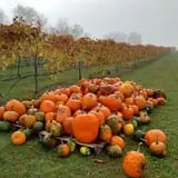Crow River Winery photo