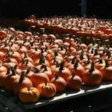 St. Bart's Pumpkin Patch photo