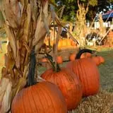 Sand Springs Pumpkin Patch Festival photo