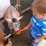 Sand Springs Pumpkin Patch Festival photo