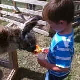 Sand Springs Pumpkin Patch Festival photo