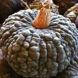 Sand Springs Pumpkin Patch Festival photo