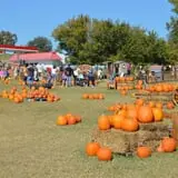 Sand Springs Pumpkin Patch Festival photo