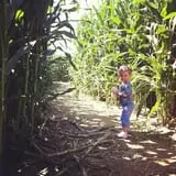 Lewin Farms Hay Rides & Corn Maze photo