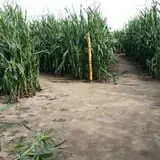 Lewin Farms Hay Rides & Corn Maze photo