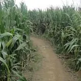 Lewin Farms Hay Rides & Corn Maze photo