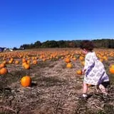 Lewin Farms Hay Rides & Corn Maze photo