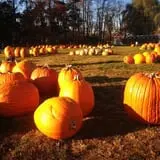 Harvest Moon Farm and Orchard photo