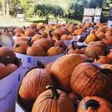 Harvest Moon Farm and Orchard photo