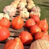 Harvest Moon Farm and Orchard photo