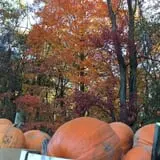 Harvest Moon Farm and Orchard photo