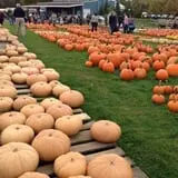 Harvest Moon Farm and Orchard photo