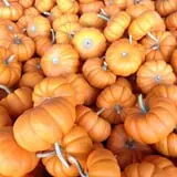Harvest Moon Farm and Orchard photo