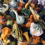 Harvest Moon Farm and Orchard photo
