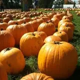 Harvest Moon Farm and Orchard photo