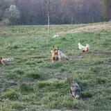 Harvest Moon Farm and Orchard photo