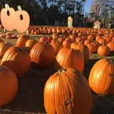 Harvest Moon Farm and Orchard photo