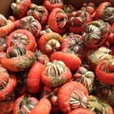 Harvest Moon Farm and Orchard photo