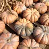 Harvest Moon Farm and Orchard photo