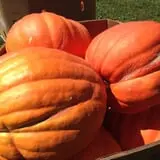Harvest Moon Farm and Orchard photo