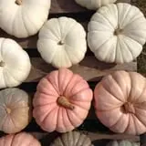 Harvest Moon Farm and Orchard photo