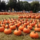 Harvest Moon Farm and Orchard photo