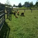 Harvest Moon Farm and Orchard photo