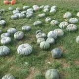 Harvest Moon Farm and Orchard photo