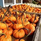 Harvest Moon Farm and Orchard photo
