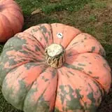 Harvest Moon Farm and Orchard photo