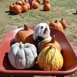 Harvest Moon Farm and Orchard photo