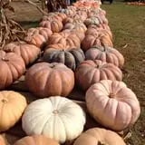 Harvest Moon Farm and Orchard photo