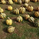 Harvest Moon Farm and Orchard photo