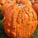 Harvest Moon Farm and Orchard photo