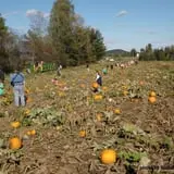 The Great Adirondack Corn Maze - Tucker Farms photo
