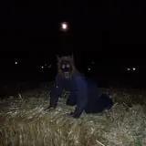 Burley Straw Maze & Pumpkin Patch photo