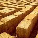 Burley Straw Maze & Pumpkin Patch photo