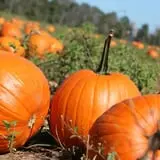 Burley Straw Maze & Pumpkin Patch photo