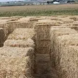 Burley Straw Maze & Pumpkin Patch photo