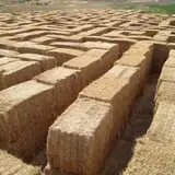 Burley Straw Maze & Pumpkin Patch photo