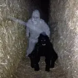 Burley Straw Maze & Pumpkin Patch photo