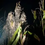 Insanity Point - CornBelly's Maze & Pumpkin Fest photo